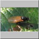 Minettia longipennis - Faulfliege 01.jpg